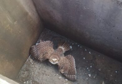 Bocaiuva: Resgate de coruja dentro de bueiro no estacionamento de supermercado (assista o vídeo)