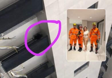 Conselheiro Lafaiete: resgate em altura: bombeiros salvam gato que caiu do 10 andar de prédio