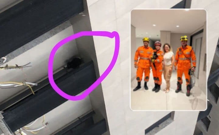 Conselheiro Lafaiete: resgate em altura: bombeiros salvam gato que caiu do 10 andar de prédio