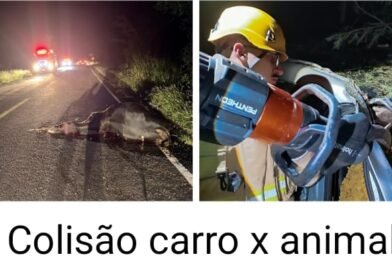 VÍTIMAS DE COLISÃO AUTOMÓVEL X ANIMAL NA RODOVIA MGC-342