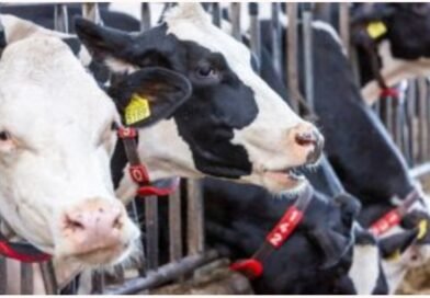 Brasil lidera ranking global de produção de leite por vaca com uso de tecnologia