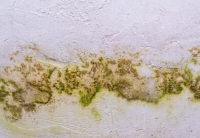 Mofo e umidade: como prevenir problemas comuns no outono dentro de casa