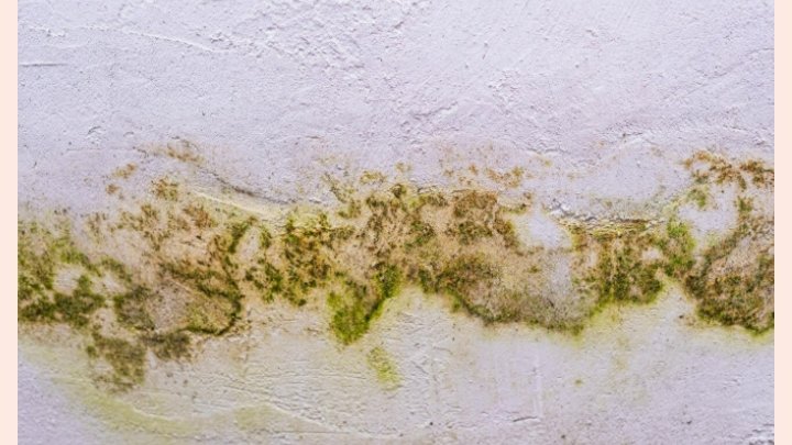 Mofo e umidade: como prevenir problemas comuns no outono dentro de casa