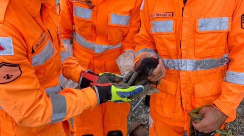 LAGOA SANTA: CADELA DÁ A LUZ DENTRO DE MANILHA E BOMBEIROS SÃO ACIONADOS PARA SALVAR FILHOTE