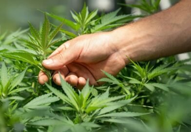 Médico lista cinco condições em que o canabidiol pode ajudar