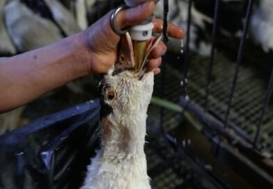 Fim da alimentação forçada: Brasil dá passo decisivo contra o foie gras
