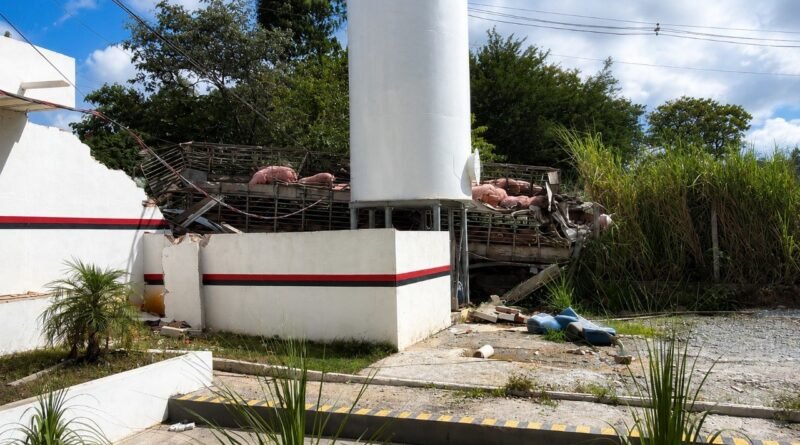 SÃO JOSÉ DA LAPA: caminhão carregado de suínos capotou, havia um casal de venezuelanos no veículo, a mulher que estava grávida morreu